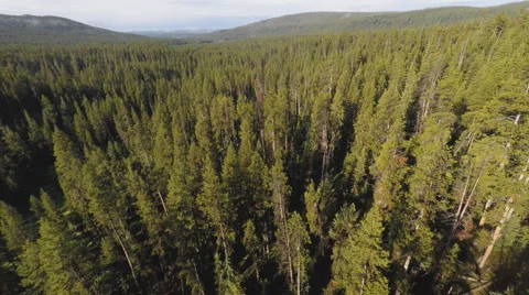 Aerial pine tree forest fly over 4k Stock Footage