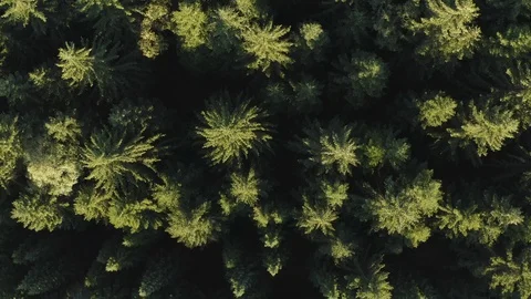 Aerial of pine tree forest Stock Footage 116206343