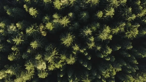 Aerial of pine tree forest Stock Footage 116206391