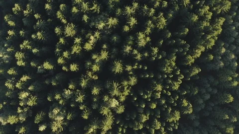 Aerial of pine tree forest Stock Footage 116206446