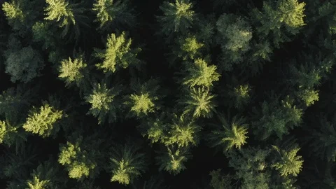 Aerial of pine tree forest Stock Footage 116206515