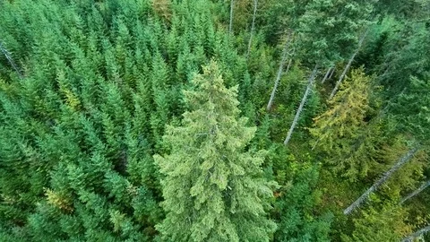 Aerial Pine Tree Top Forest View Above Green Nature Texture Environment Fly By Stock Footage 98952308