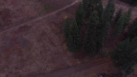 Aerial of Pine Trees in American Forest 2 4K Stockbeeldmateriaal 86288097