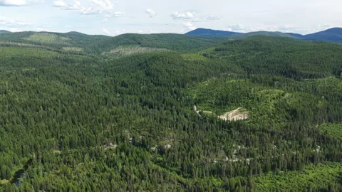 Aerial of pine trees and rolling hills in Colville National Forest Washington Vidéo 337601310