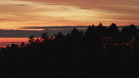 Aerial pine trees dusk view sky at sunset Stock Footage 99879703