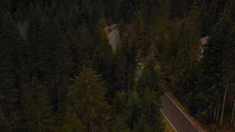 Aerial of pine trees on either sides of the road Stock-Footage 102189119