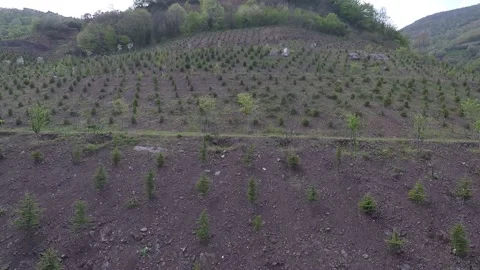 Aerial pine trees Stock Footage 191924637