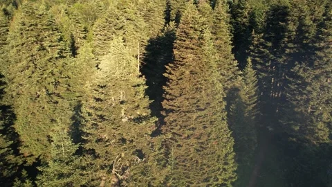 Aerial pine trees Stock Footage 201751709