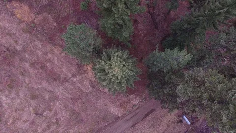 Aerial Pine Trees in the Forest 1080 Stockbeeldmateriaal 86262270