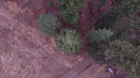 Aerial Pine Trees in the Forest 4K Stockbeeldmateriaal 86262348