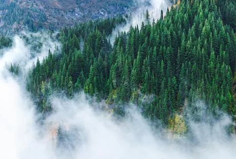 Aerial of pine trees in forest of Mount Rainier, Seattle, USA. Foto stock