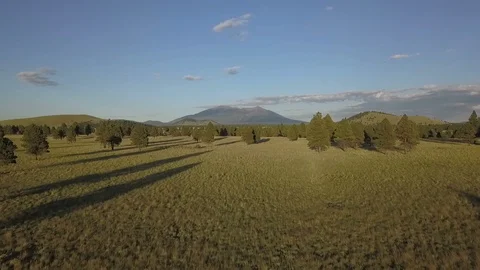 Aerial of pine trees with long shadows on a vast prairie Video stock 94762419