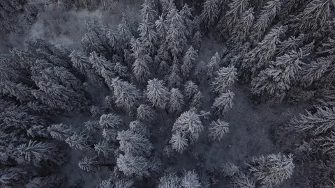 Aerial of pine trees in the snowy forest Video stock 104531377