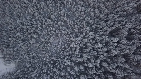 Aerial of pine trees in the snowy forest Stock Footage 104531405