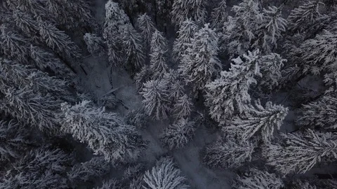 Aerial of pine trees in the snowy forest Stock Footage 104531470
