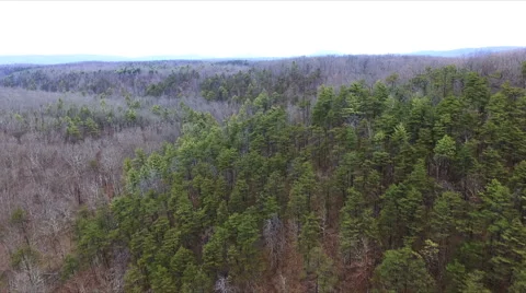 Aerial Pine Trees in Winter Forest Video stock 59705632