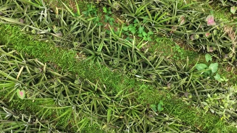 Aerial Pineapple Plantation View Stock Footage 335543096