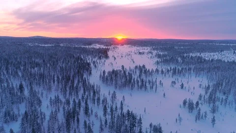 AERIAL: Pink winter sun setting behind white pine tree forest covered in snow Stock Footage