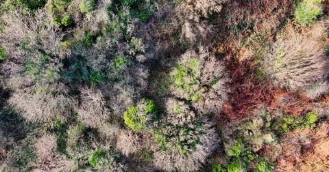 Aerial plan downwards view of trees in the winter sun in a wood in UK Foto stock
