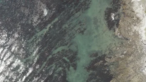 Aerial plan view of Kelp forest and rocky shore Cape Town South Africa Stockbeeldmateriaal 319069356