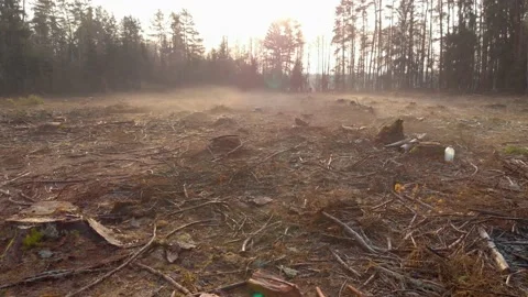 Aerial: a plot of land with stumps and branches of felled trees in cloudy Stock Footage 135153580
