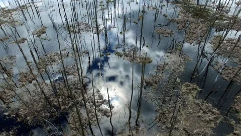 Aerial of Pond with Withered Trees Video stock 88675115