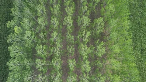 Aerial poplar tree line Stock Footage 210839287