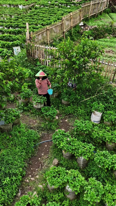 Aerial Portrait View of Pick-Your-Own Strawberry Farm 库存影片 338427219