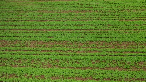 Aerial, pov, green open fields, Belgium Stock Footage 140477633