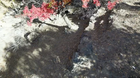 Aerial profile view of red cherry blossom tree in Skardu City, Pakistan. Stock Footage 273022536