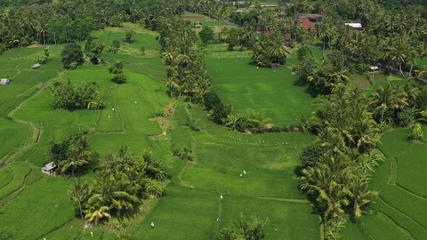 Aerial Pull Away of Bright Green Rice Fields in Ubud, Bali, Indonesia Stock Footage 125842152