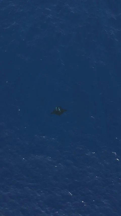 Aerial Pull Away From Manta Ray in Open Ocean at Socorro Island Stock Footage 344477725
