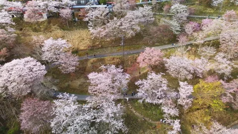 Aerial pull away of Mount Yoshino, Shimosenbon, Cherry Blossoms in Full Bloom 库存影片 330715312