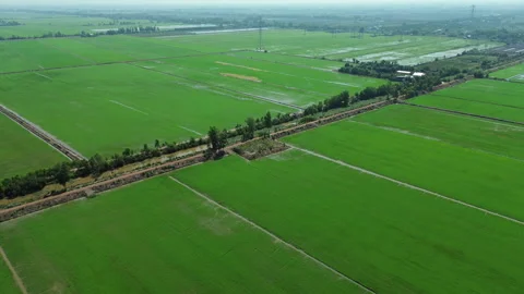 Aerial Pull Away Over Vast Rice Fields in Mekong Delta, Southern Vietnam Stock Footage 329917329