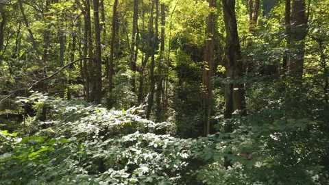 Aerial pull away shot flying through deciduous forest Stock Footage 218609437