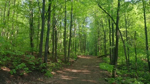 Aerial pull away shot over the forest path. Stock Footage 111402236