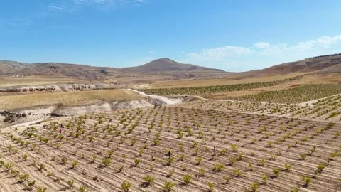 Aerial pull-away shot of a vineyard revealing the vast agricultural landscape 스톡 동영상 333269644