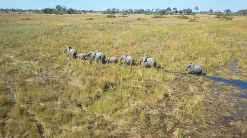 Aerial pull back from herd of elephants in shallow marsh land Okavango Delta Stock-Footage 80865931