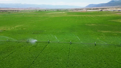 Aerial-Pull back-irrigation line-field of alfalfa Stock Footage 201709283