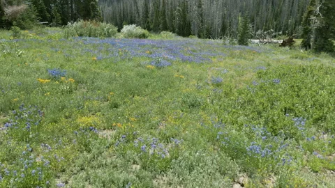 Aerial-Pull back-Meadow of mountain wild flowers Vídeo Stock 202385578