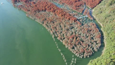 Aerial Pull Back Over Autumn Dawn Redwood Wetland Forest China Stock Footage 330456795