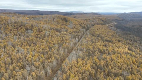 Aerial Pull Back Over Autumn Larch Forest Greater Khingan Mountains China Stock Footage 330457220