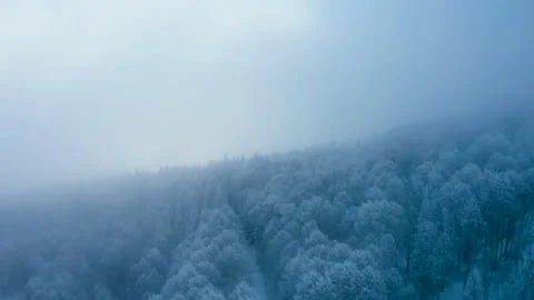 Aerial-Pull back over frost coated aspen trees in fog Video stock 143128138
