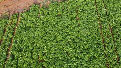 Aerial pull back over potato crops growing on agricultural farmland. Video stock 127653061