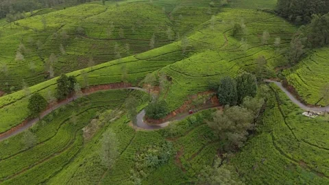 Aerial Pull Back Over Tuk Tuk on Winding Road in Tea Plantation Stock Footage 346437622