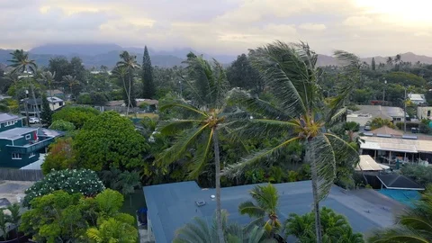 Aerial Pull Back from Palm Tree Show Oahu Mountains Stock Footage 96226584