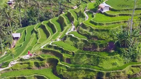 Aerial pull back revealing Bali rice terraces and palm trees landscape Stock Footage 88147936