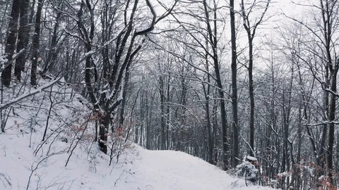 Aerial: Pull back shot in snowy forest  // South Germany 库存影片 127593428