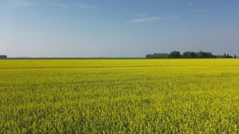 Aerial Pull-Back Shot of a Yellow Canola Field Stock Footage 312311457