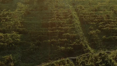 Aerial pull back view of a vineyard on mount Etna in Sicily at sunrise Video stock 119205015